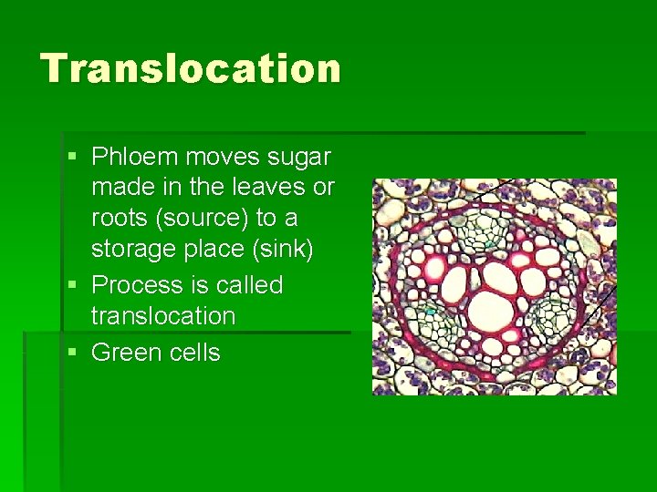 Translocation § Phloem moves sugar made in the leaves or roots (source) to a