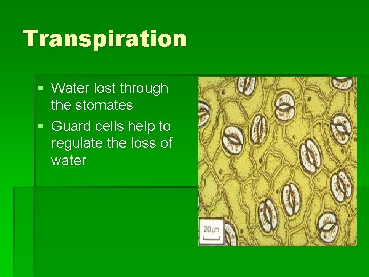 Transpiration § Water lost through the stomates § Guard cells help to regulate the