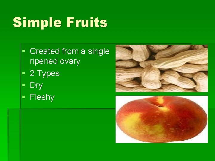 Simple Fruits § Created from a single ripened ovary § 2 Types § Dry