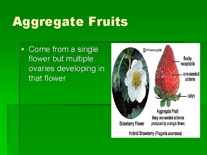 Aggregate Fruits § Come from a single flower but multiple ovaries developing in that