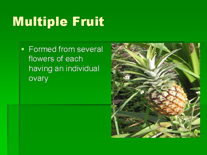 Multiple Fruit § Formed from several flowers of each having an individual ovary 