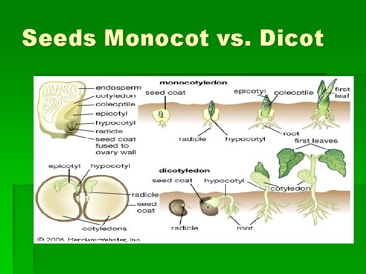 Seeds Monocot vs. Dicot 