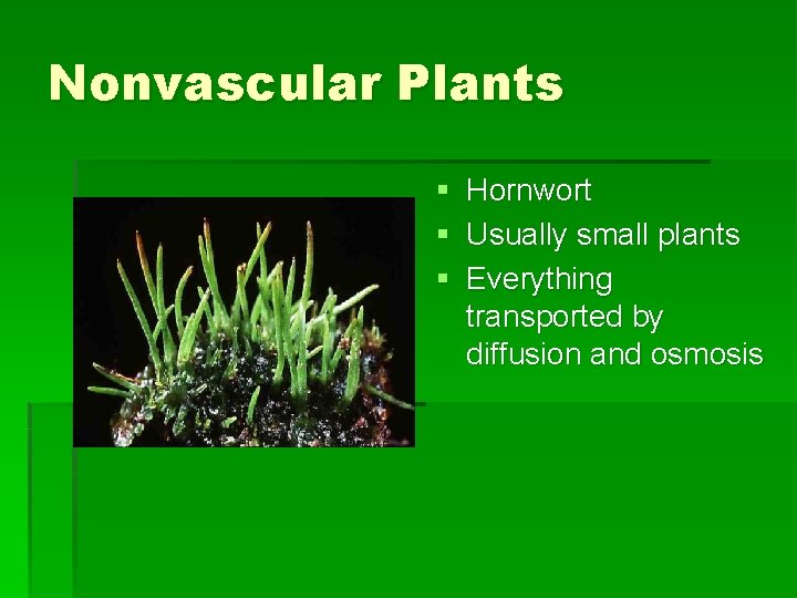 Nonvascular Plants § Hornwort § Usually small plants § Everything transported by diffusion and