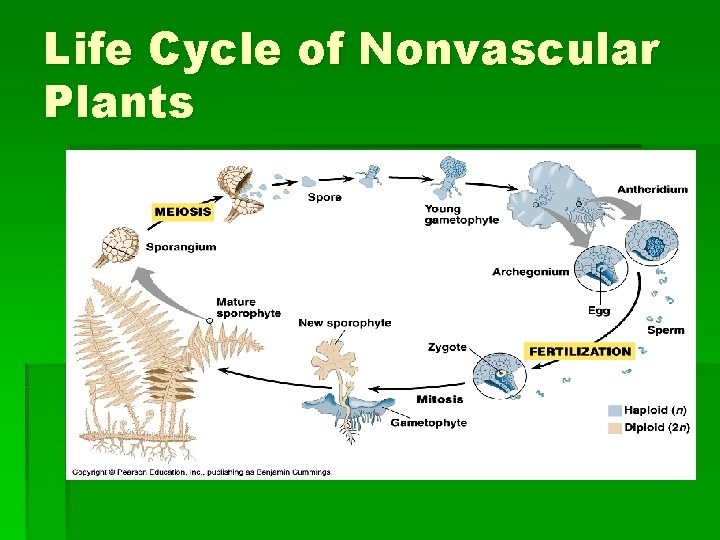 Life Cycle of Nonvascular Plants 