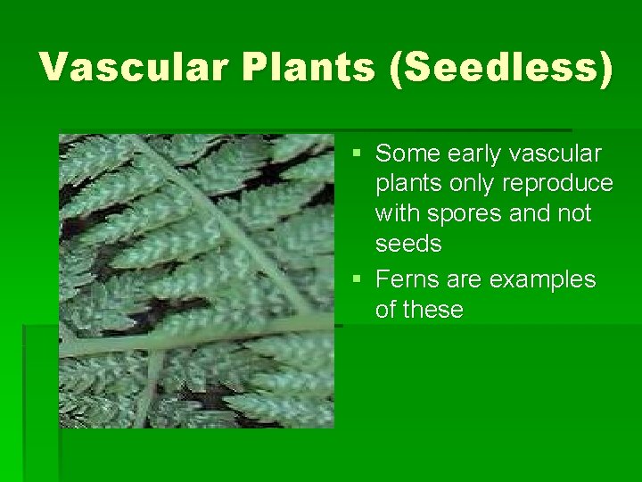 Vascular Plants (Seedless) § Some early vascular plants only reproduce with spores and not