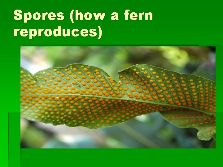 Spores (how a fern reproduces) 