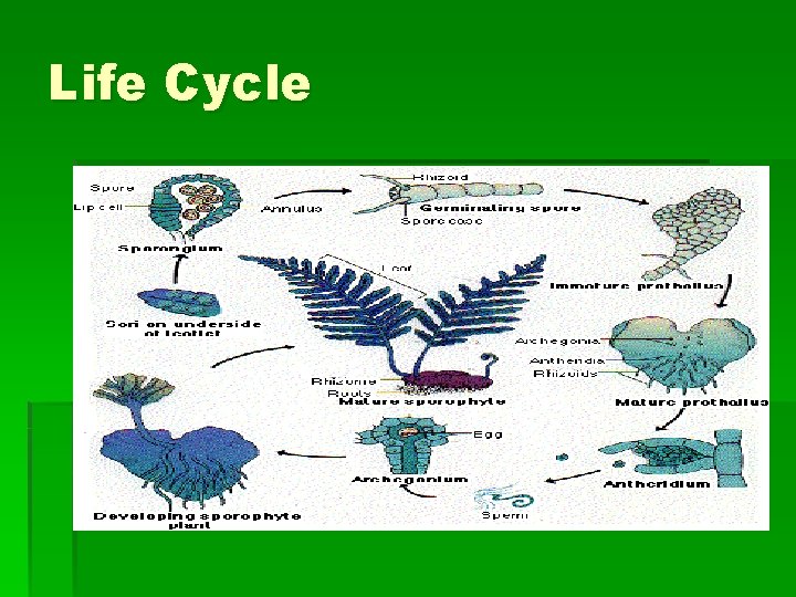 Life Cycle 