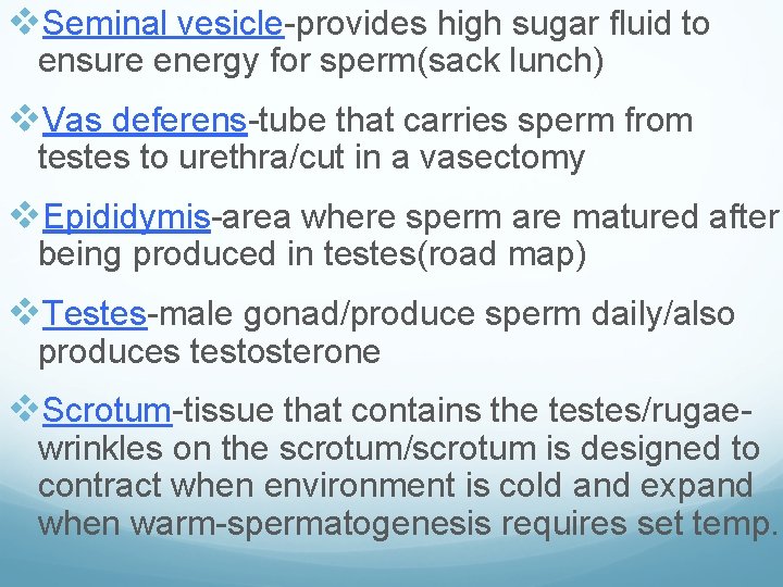 v. Seminal vesicle-provides high sugar fluid to ensure energy for sperm(sack lunch) v. Vas