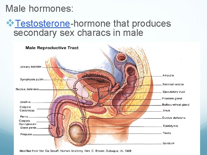 Male hormones: v. Testosterone-hormone that produces secondary sex characs in male 