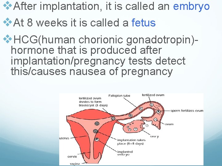 v. After implantation, it is called an embryo v. At 8 weeks it is