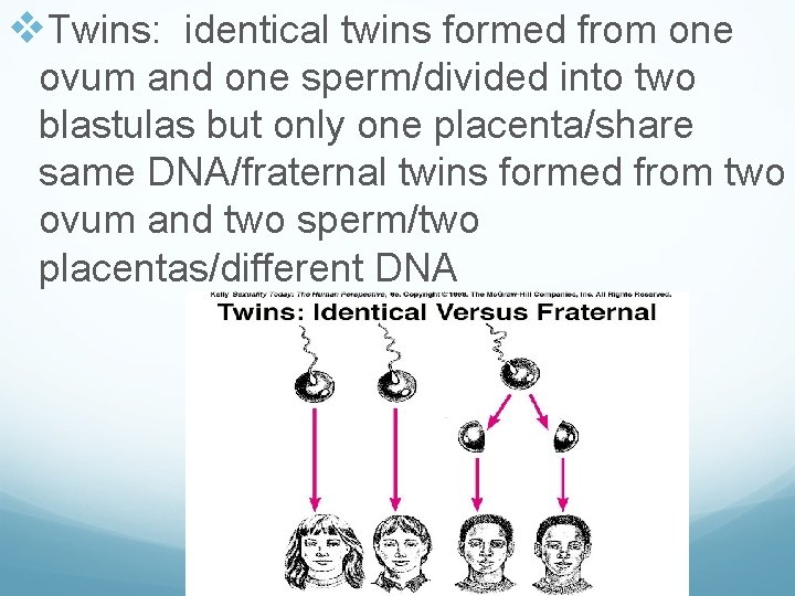 v. Twins: identical twins formed from one ovum and one sperm/divided into two blastulas