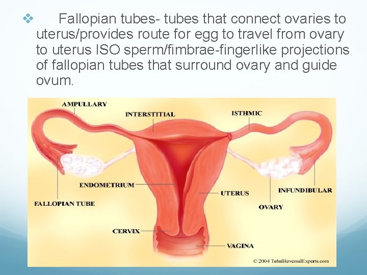 v Fallopian tubes- tubes that connect ovaries to uterus/provides route for egg to travel