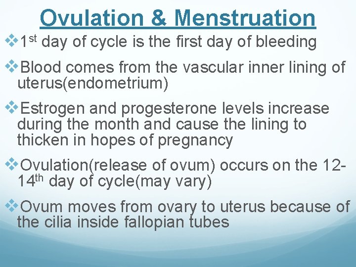Ovulation & Menstruation v 1 st day of cycle is the first day of