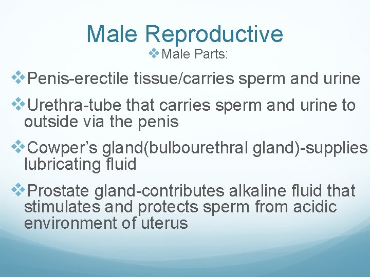 Male Reproductive v Male Parts: v. Penis-erectile tissue/carries sperm and urine v. Urethra-tube that