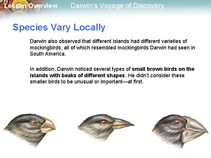 Lesson Overview Darwin’s Voyage of Discovery Species Vary Locally Darwin also observed that different