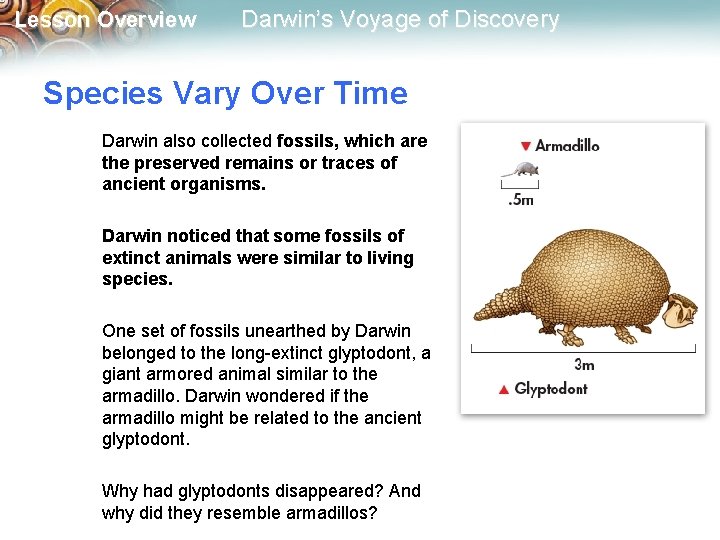 Lesson Overview Darwin’s Voyage of Discovery Species Vary Over Time Darwin also collected fossils,