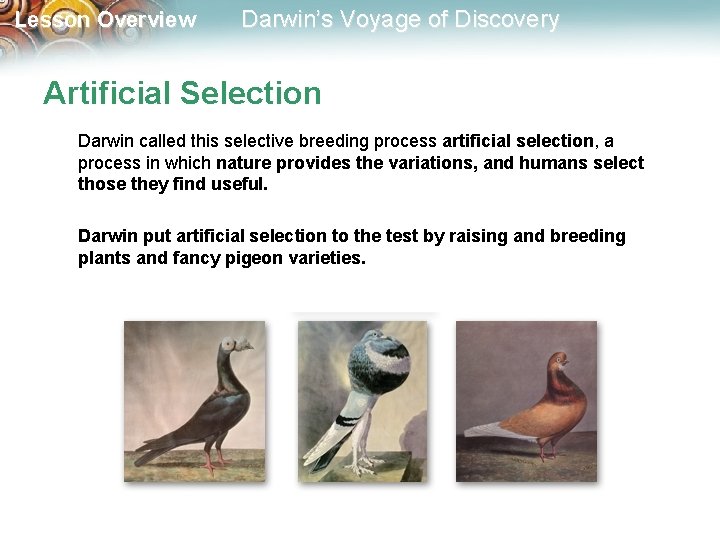 Lesson Overview Darwin’s Voyage of Discovery Artificial Selection Darwin called this selective breeding process