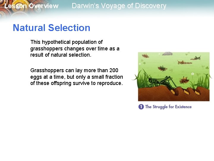 Lesson Overview Darwin’s Voyage of Discovery Natural Selection This hypothetical population of grasshoppers changes