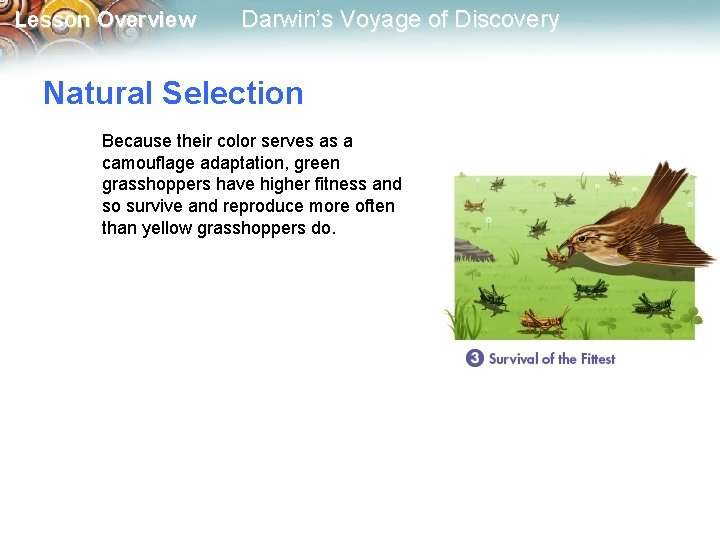 Lesson Overview Darwin’s Voyage of Discovery Natural Selection Because their color serves as a