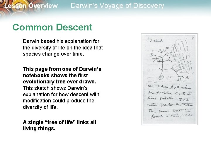Lesson Overview Darwin’s Voyage of Discovery Common Descent Darwin based his explanation for the