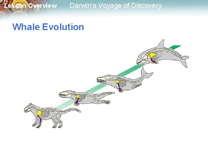 Lesson Overview Darwin’s Voyage of Discovery Whale Evolution 