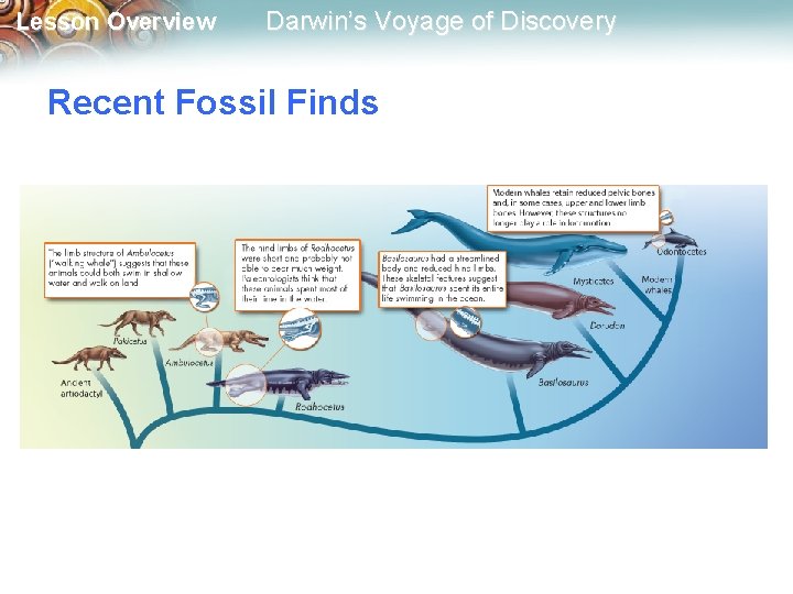 Lesson Overview Darwin’s Voyage of Discovery Recent Fossil Finds 
