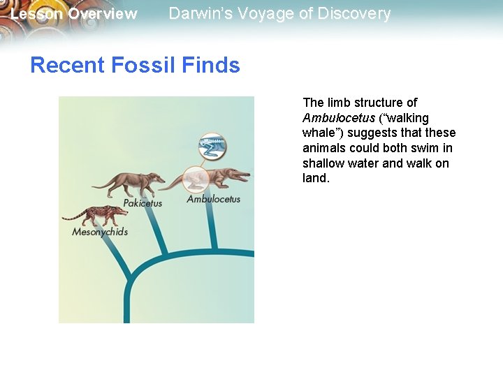 Lesson Overview Darwin’s Voyage of Discovery Recent Fossil Finds The limb structure of Ambulocetus