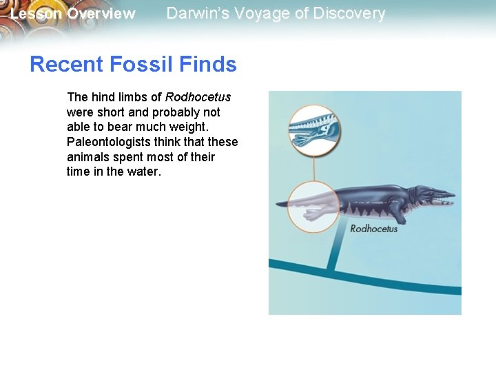 Lesson Overview Darwin’s Voyage of Discovery Recent Fossil Finds The hind limbs of Rodhocetus
