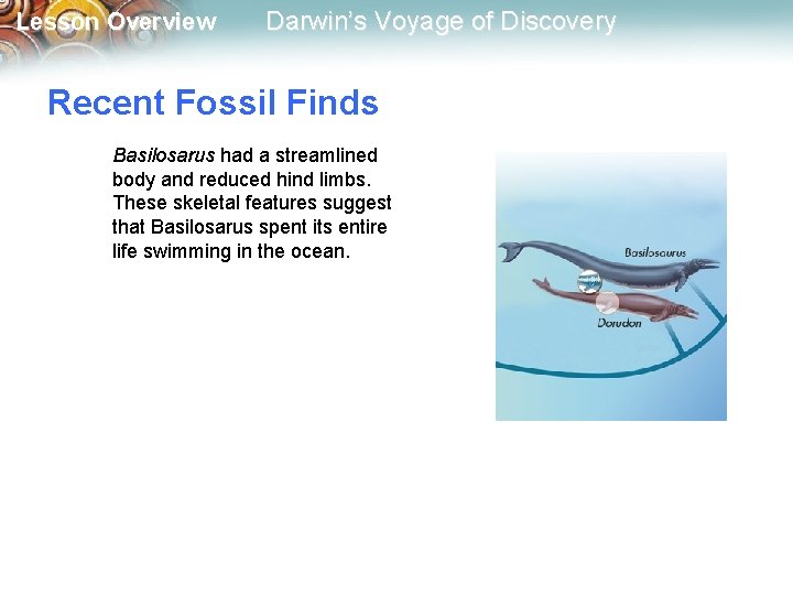 Lesson Overview Darwin’s Voyage of Discovery Recent Fossil Finds Basilosarus had a streamlined body