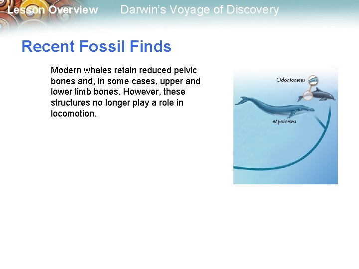 Lesson Overview Darwin’s Voyage of Discovery Recent Fossil Finds Modern whales retain reduced pelvic