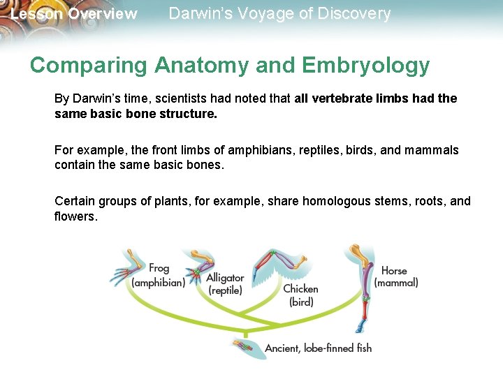 Lesson Overview Darwin’s Voyage of Discovery Comparing Anatomy and Embryology By Darwin’s time, scientists