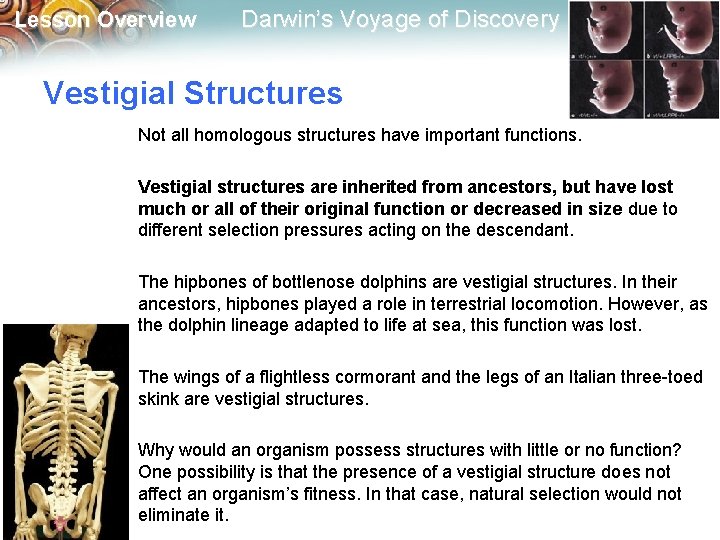 Lesson Overview Darwin’s Voyage of Discovery Vestigial Structures Not all homologous structures have important