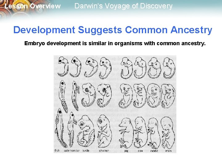 Lesson Overview Darwin’s Voyage of Discovery Development Suggests Common Ancestry Embryo development is similar