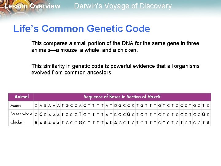 Lesson Overview Darwin’s Voyage of Discovery Life’s Common Genetic Code This compares a small