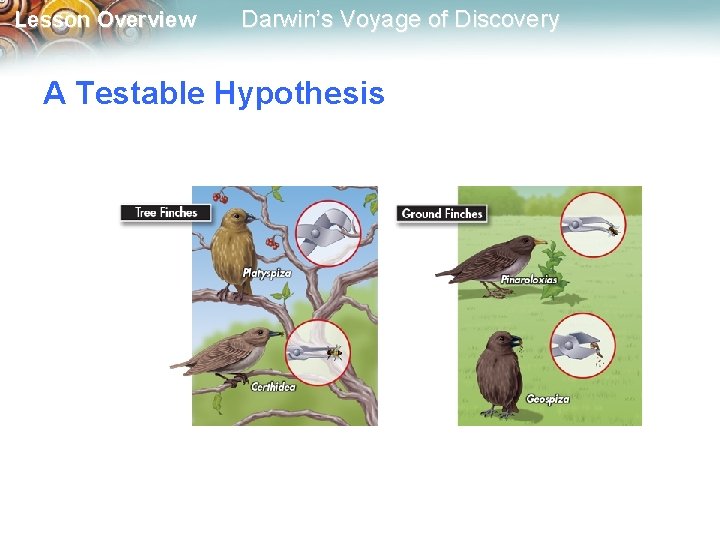 Lesson Overview Darwin’s Voyage of Discovery A Testable Hypothesis 