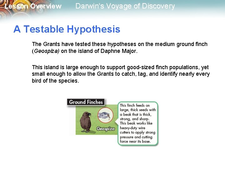 Lesson Overview Darwin’s Voyage of Discovery A Testable Hypothesis The Grants have tested these