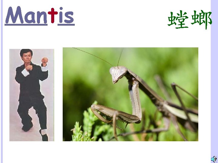 Mantis 螳螂 7 