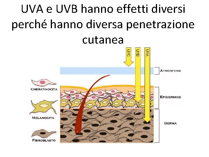 UVA e UVB hanno effetti diversi perché hanno diversa penetrazione cutanea 