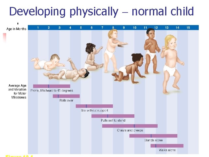 Developmentally Normal CLASS 14 Chapter 10 Human Development Babies are