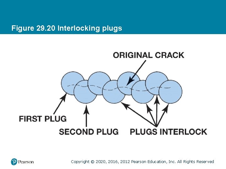Figure 29. 20 Interlocking plugs Copyright © 2020, 2016, 2012 Pearson Education, Inc. All