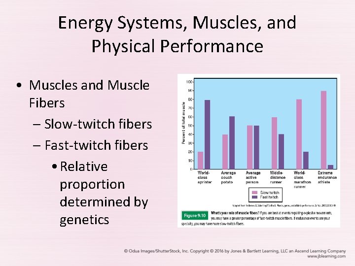 Energy Systems, Muscles, and Physical Performance • Muscles and Muscle Fibers – Slow-twitch fibers