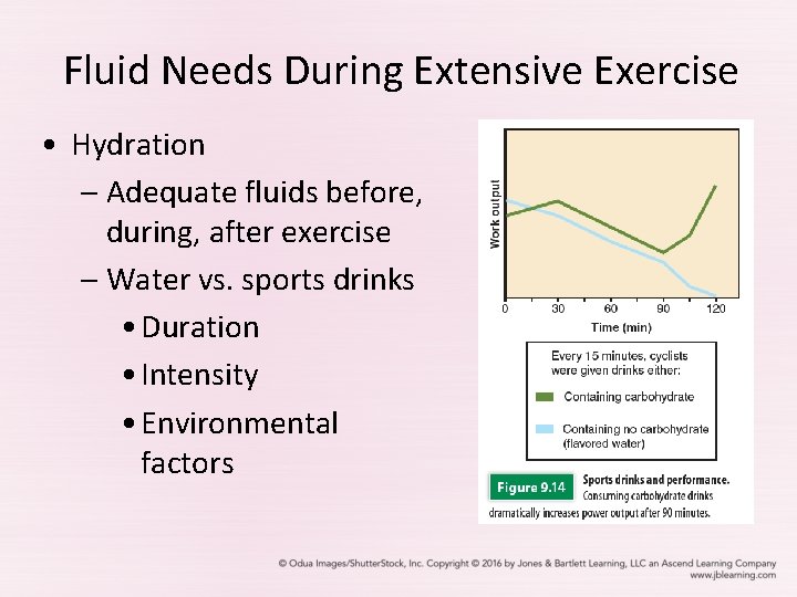 Fluid Needs During Extensive Exercise • Hydration – Adequate fluids before, during, after exercise