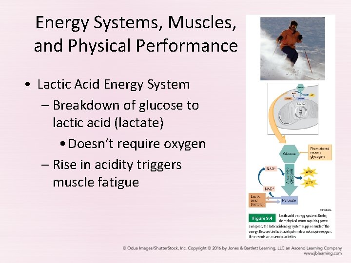 Energy Systems, Muscles, and Physical Performance • Lactic Acid Energy System – Breakdown of