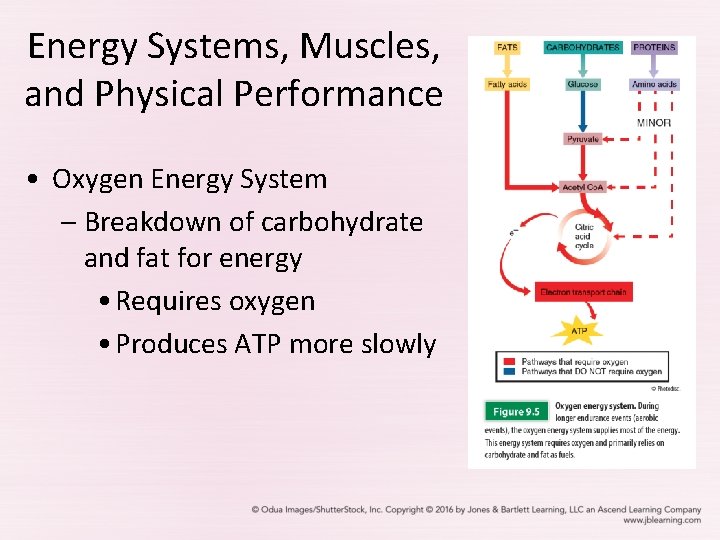 Energy Systems, Muscles, and Physical Performance • Oxygen Energy System – Breakdown of carbohydrate