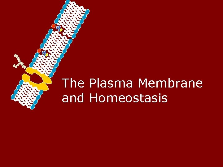The Plasma Membrane and Homeostasis 