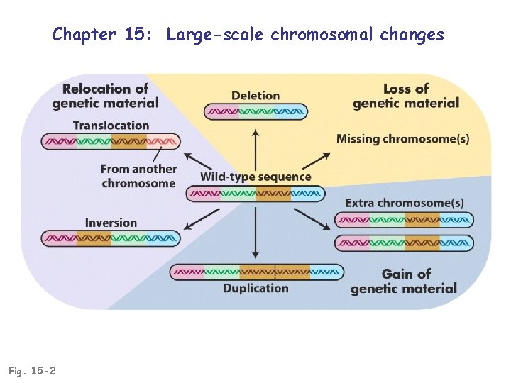 Chapter 15: Large-scale chromosomal changes Fig. 15 -2 