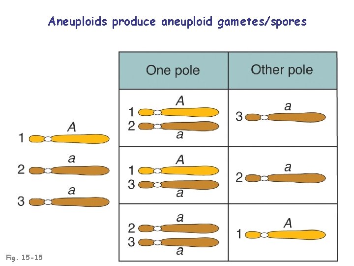 Aneuploids produce aneuploid gametes/spores Fig. 15 -15 