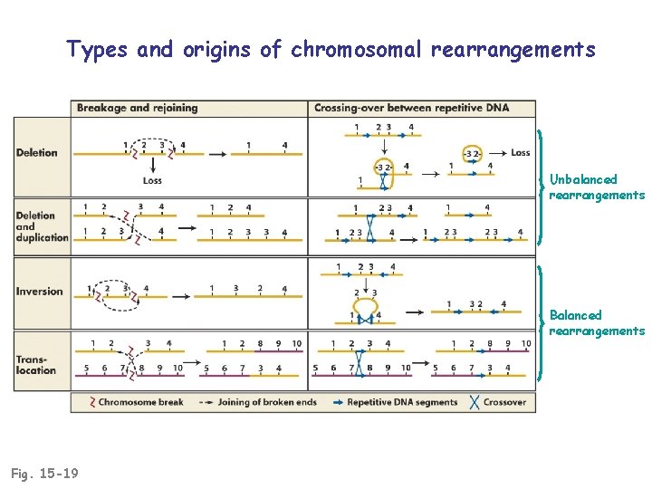 Types and origins of chromosomal rearrangements Unbalanced rearrangements Balanced rearrangements Fig. 15 -19 