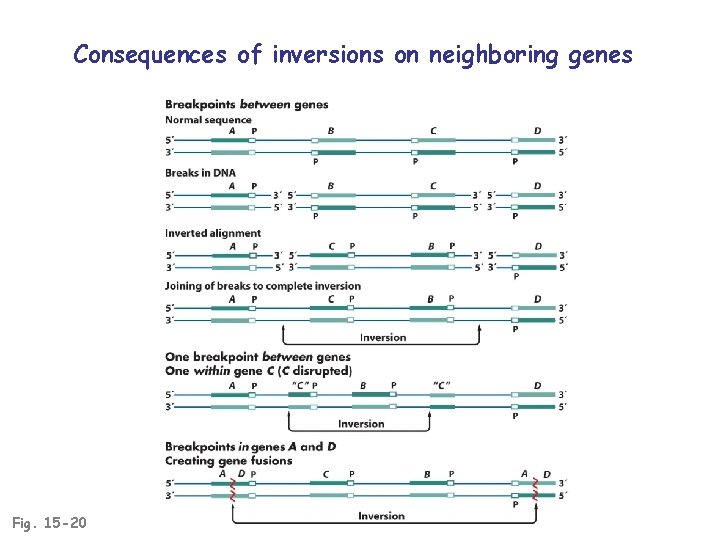 Consequences of inversions on neighboring genes Fig. 15 -20 