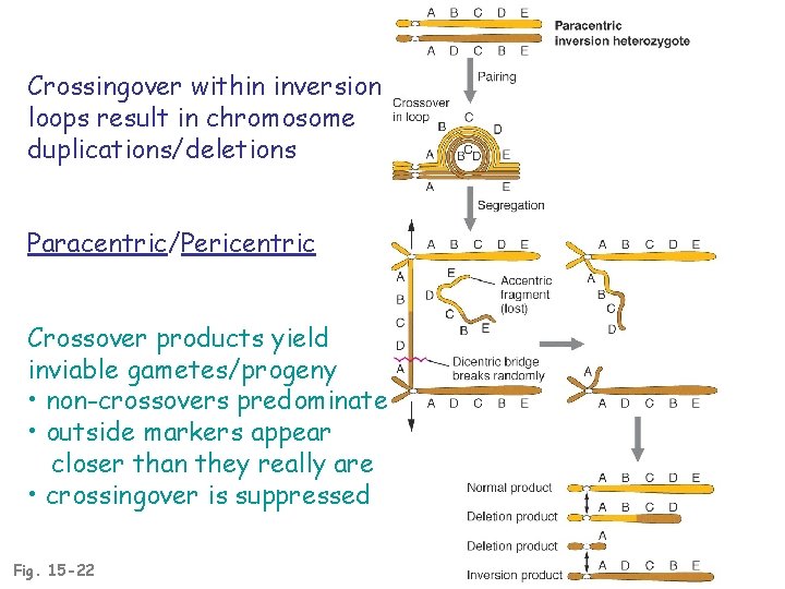 Crossingover within inversion loops result in chromosome duplications/deletions Paracentric/Pericentric Crossover products yield inviable gametes/progeny